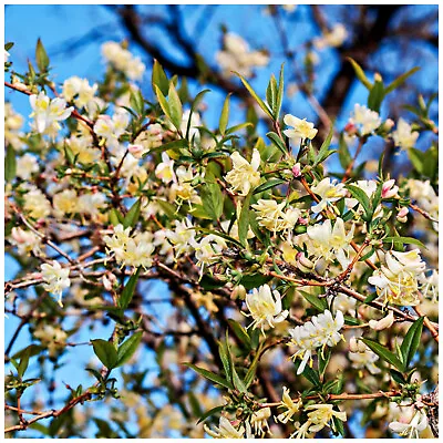 Lonicera Fragrantissima / Winter-flowering Honeysuckle In 2L Pot Great Scent • £14.99