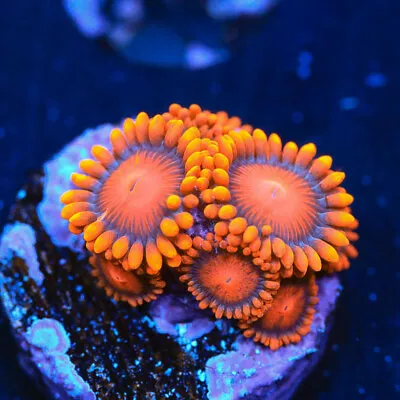 Orange Oxide ZOA ZOANTHID Coral Frag - NOT SPS LPS SOFT (3pcs+) • £18.45