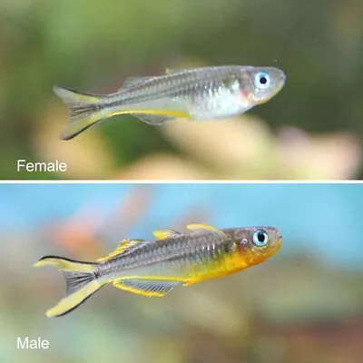 Forktail Rainbowfish - Pseudomugil Furcatus Tropical Rainbow Fish • £4.95