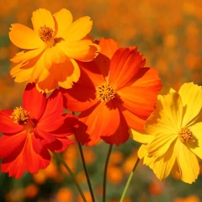 Cosmos Sulphureus 'Bright Lights'/ Dwarf Mix Of Flowers All Summer / 850 Seeds • £1.49