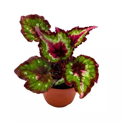 Harmony's Red Tail 4 Inch Begonia Rex Black Red Dark • $24.99