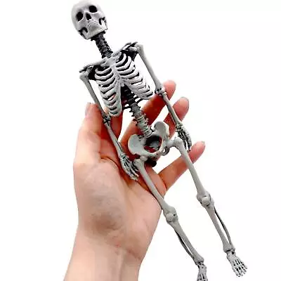 Human Skeleton Miniature - 1:6 Scale 12  Artisan Replica (1 Skeleton) • $52