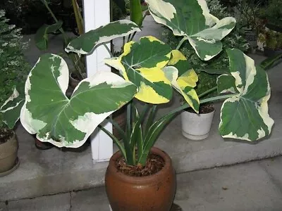 MICKEY MOUSE  Xanthosoma Albo Marginata Variegated Alocasia Elephant Ear~RARE • $50.99