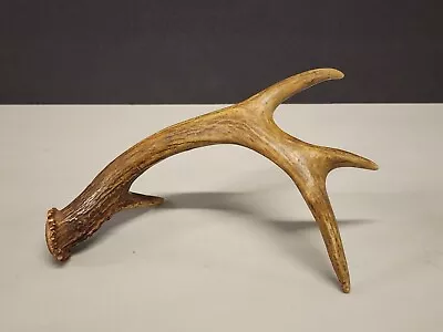 Vintage Antlers 4 Pt Deer Antler • $29