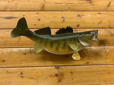 Real Skin Mount Walleye Pike Northern Musky Bass Sauger Fish Taxidermy FW41 • $219