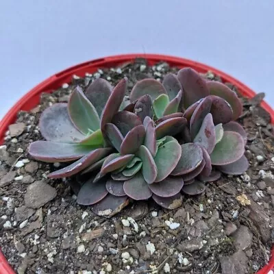 Echeveria Zorro Crested • $20.45