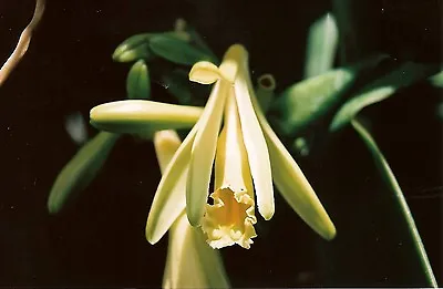 Vanilla Planifolia 4  Pot SPECIES • $40