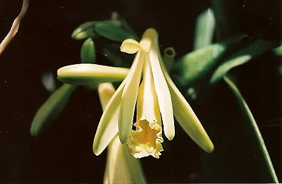 Vanilla Planifolia 6  Pot SPECIES Several Plants • $150