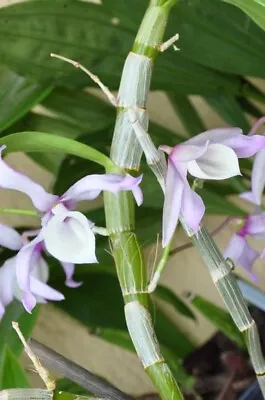 Very Rare Mini  DENDROBIUM TORTILE Orchid  NFS  Established After Planting • £26.90