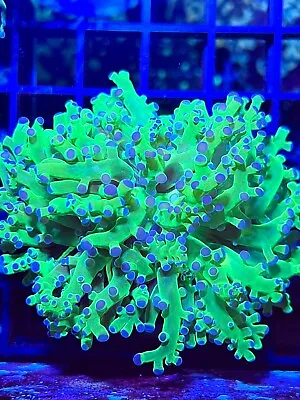 Purple Tip Green Frogspawn Single Head Coral King Wysiwyg Live Coral Frag • $49.99