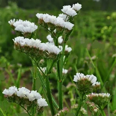 Limonium Sinuatum 'Iceberg Pure White' / Statice Or Sea Lavender / 100 Seeds • £1.59