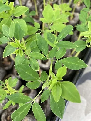 😎10 Live Plants Moringa Oleifera Live Plants Tree Of Life Miracle Tree  6”-10” • $50