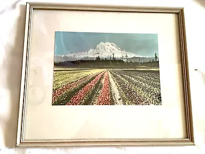 Vintage Color Photo Mt Rainier Field Of Tulips Framed • $18