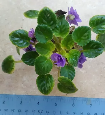 African Violet Plant -- Lil Elf  ~ Variegated Mini~ Actual Plant • $8