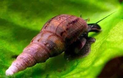 15 MALAYSIAN TRUMPET SNAILS. Great Clean Up Crew.  • £4