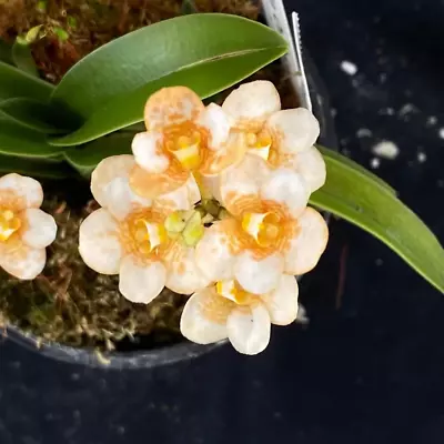 $55 • Buy Select Barrita Orchids Sarcochilus INDP/160