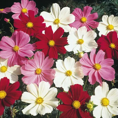 100 UK Mixed Dwarf Colour Cosmos Flower Seeds Plant Grow In Pots Planters Garden • £2.95