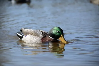 Higdon Xs Battleship  Drake Mallard Swimmer Motion Decoy • $139.99