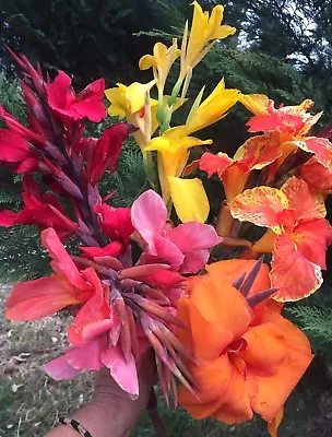 Canna Indica Cannalily 40 Seeds Mixed Beautiful Coloured Yellows Pinks Reds • $15