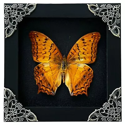 Real Framed Butterfly Specimen Insect Collection Display Goth Artwork Decor • $31