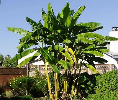 ~BASJOO Banana Tree~~Cold Hardy Musa Live Banana Tree-SMALL ROOTED STARTER PLANT • $19.95