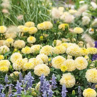 African Marigold MOONLIGHT Dwarf 18  Huge Flowers Beneficial Non-GMO 50 Seeds • $4.48