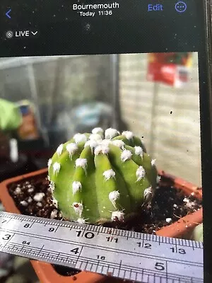 Echinopsis Subdenudata 'Easter Lily Cactus' Domino • £4