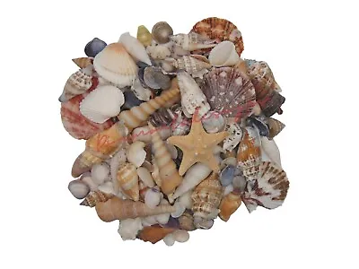 Natural Beach Shells - Home Decor  Seashells Wedding Display Craft Aquarium Sea  • £2.89