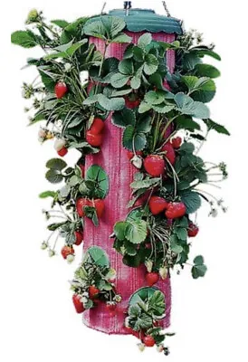 Strawberry Planter Vegetable Herb Upside Down Hanging Topsy Turvy Vertical Grow • $17.99