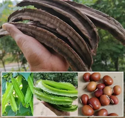 20 Winged Bean Seeds Four Angled Ceylon Green Asparagus Dhambala Free Shipping • $5