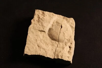 $25 • Buy Oligocene White River Fossil Turtle Egg Stylemys Nebrascensis Wyoming