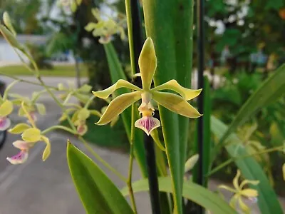 RARE Encyclia Replicata Bloom Size Mounted Cork Bark IMPORTED SPECIES NICE PLANT • $50