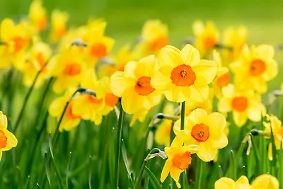 10 Daffodil Jetfire Spring Flowering Bulbs For Bed Border Healthy Ready To Plant • £59.99