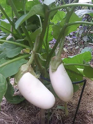 Aubergine  White  Casper  150 Finest Seeds • £2.69