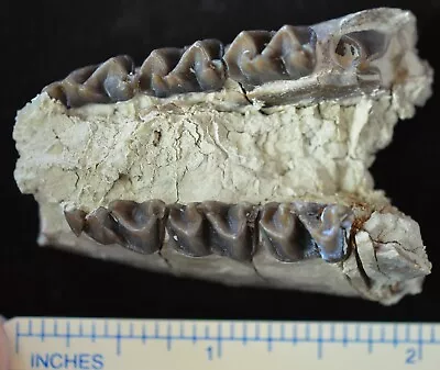 Juvenile Mesohippus Partial Jaw Three Toed Horse Fossil Oligocene S Dak H806 • $99.95