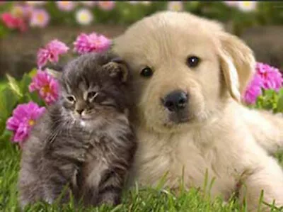 PUPPY AND KITTEN WITH PINK FLOWERS - 3D DOG AND CAT PICTURE 400mm X 300mm (NEW) • £7.95