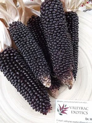 Popcorn Dakota Black Corn - 25+ Seeds - BLACK DELICACY! Zm 007 • £4.47