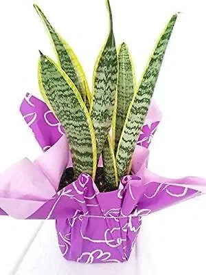 Sansevieria Snake Plant Mother In Laws Tongue Live Indoor In 4  Pot Wrapped Gift • $39.95