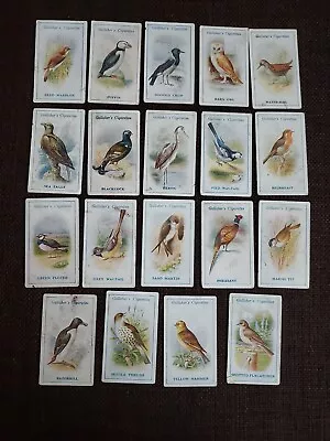 19 Gallaher British Birds By George Rankin Cigarette Cards • £5