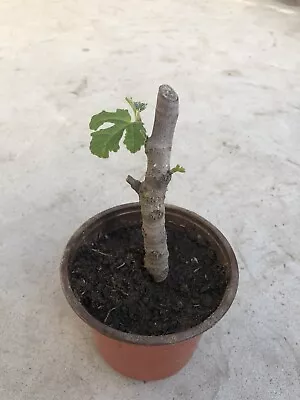 Rooted Fig Fruit Tree Cutting With Pot Live Plant Ready To Plant • $21.99