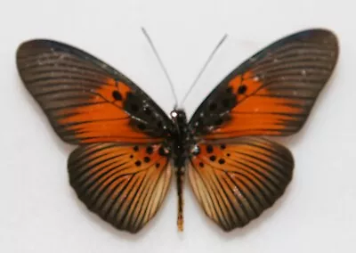 Butterfly X1 Male Pseudacraea Eurytus (Ghana)  Form B • $6.25