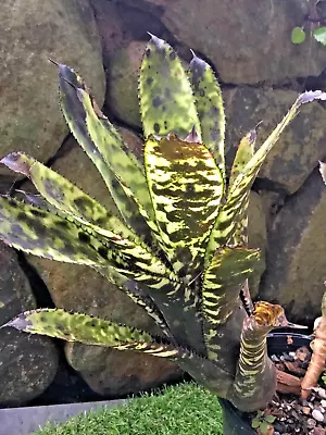 BROMELIAD Bromeliad Aechmea Orlandiana Plant • $27