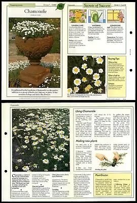 Chamomile #98 Flowering Plants Success With House Plants 1990 Fold-Out Card • £0.99