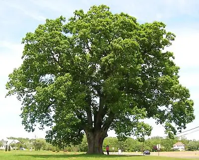 White Oak Tree Seedlings For Planting - 1 Yr Old Seedlings Of Quercus Alba Tall  • $32