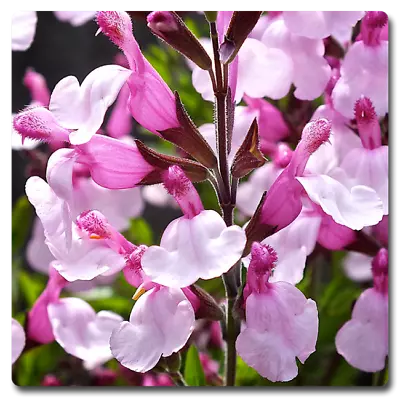 3x Salvia Joy Perennial Plant Plugs Aromatic Sage Pink Flowers Hardy • £9.95