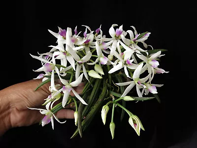 DO -  Leptotes Bicolor 4n  Mini Cattleya Orchid With 2 Spikes -4 Buds! • $34.99