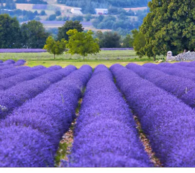 80 х Lavender Lavandula Seeds • £1.50