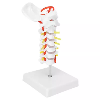 Cervical Vertebra Model Arteria Spine Spinal Nerves Anatomical Model For Sci WPD • $20.77