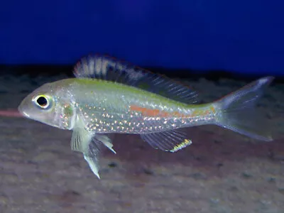 Callochromis Stapersi Utinta Tanganyika Cichlid 4cm • £30