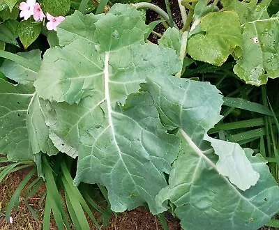 5 Collards Plants Plugs Seedlings Super-fast Growth • $10.99